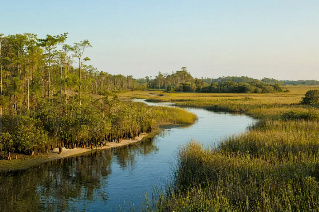 Original illustration: a water channel between sawgrass and cypress trees in warm side light